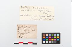 Etiketten zu Tierzahn (NHMW-PRAE-024198)